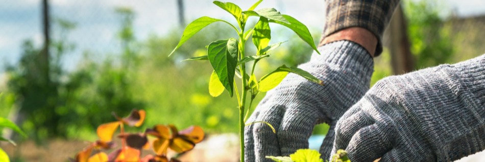 Community Garden Banner Image